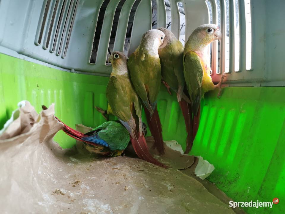 Rudosterka Rudisterki Pineaple Rozne wielkopolskie