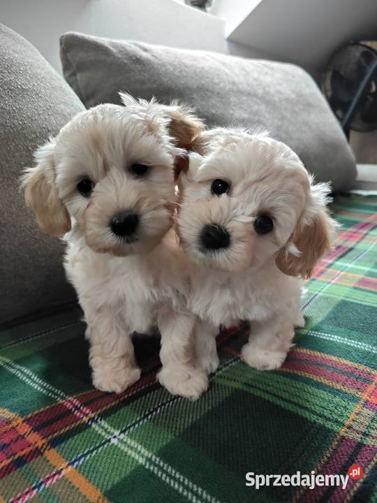 Maltipoo F1 warmińsko-mazurskie Dobre Miasto
