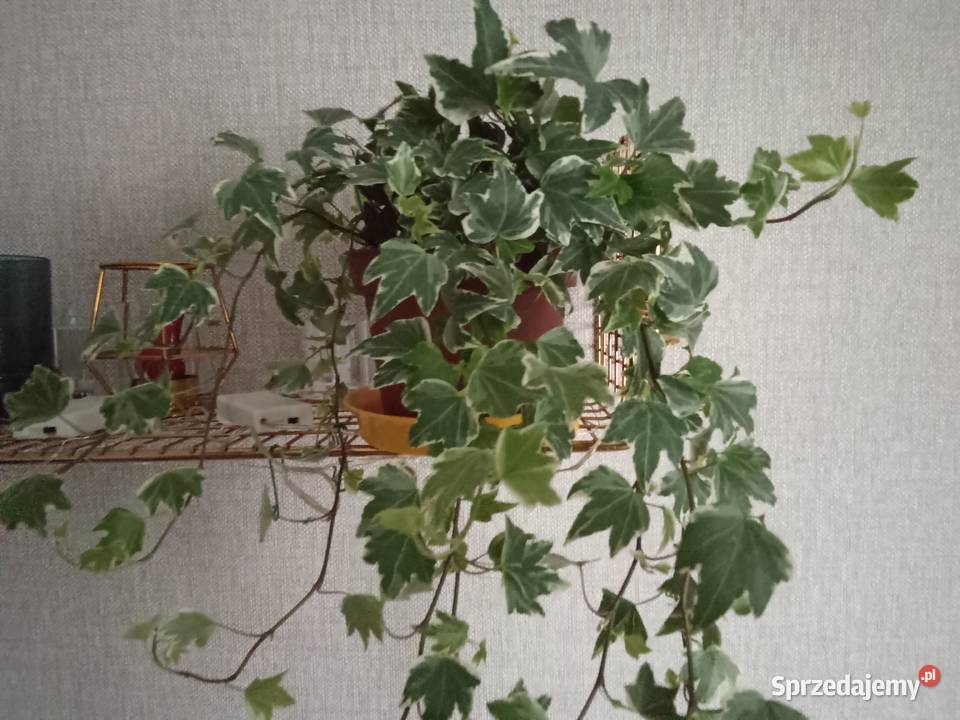 Roślina doniczkowa bluszcz Hedera Helix Łódź