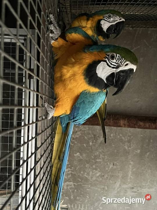 Sprzedam parę Ary ararauny sprzedam