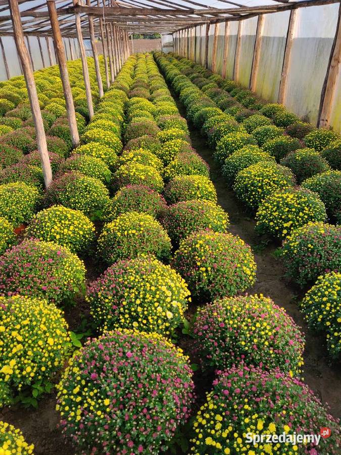 Chryzantemy Hurt Detal różne kolory