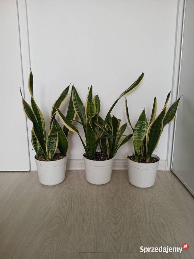 Sansewieria Futura Superba Sansevieria 57 Częstochowa