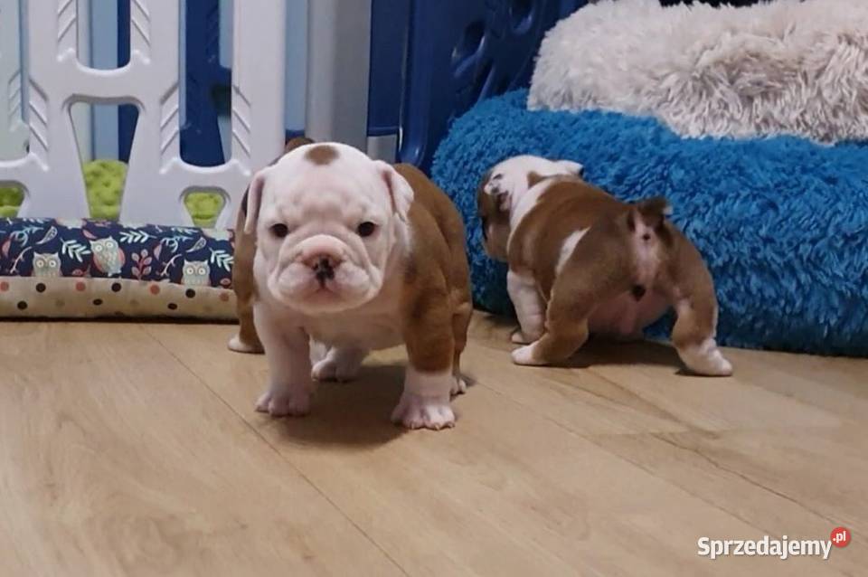 Buldog angielski FCI samiec