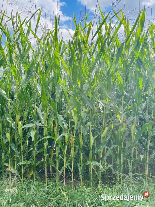 kukurydza na pniu na kiszonkę