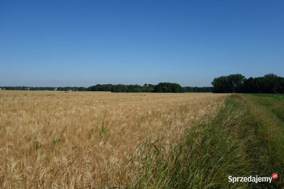 Skoczów Pruchna 115ha z prawem zabudowy w samym