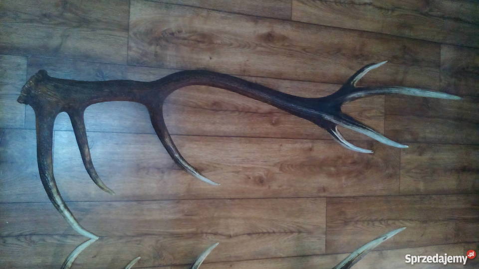 Tegoroczne poroże jelenia 14stak Para podkarpackie Sanok