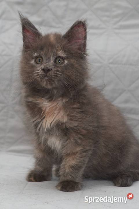 Maine Coon niebieska szylkretowa koteczka Jana Słupno sprzedam