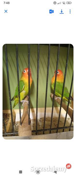 Sprzedam nierozłączki i bastardy Ptaki małopolskie Gródek nad Dunajcem