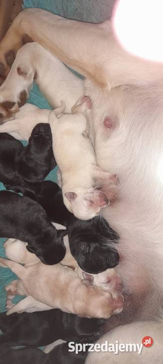 Labradory z rodowodem Mogielnica