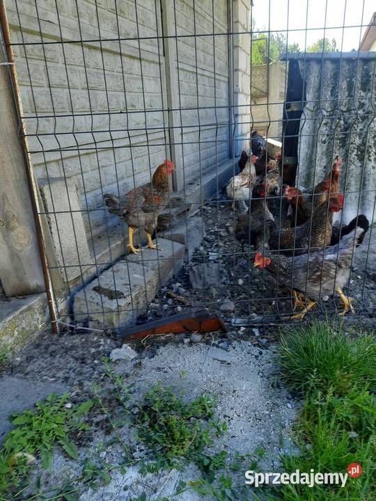 Kogut młody tegoroczny 3 miesięczny Sobków