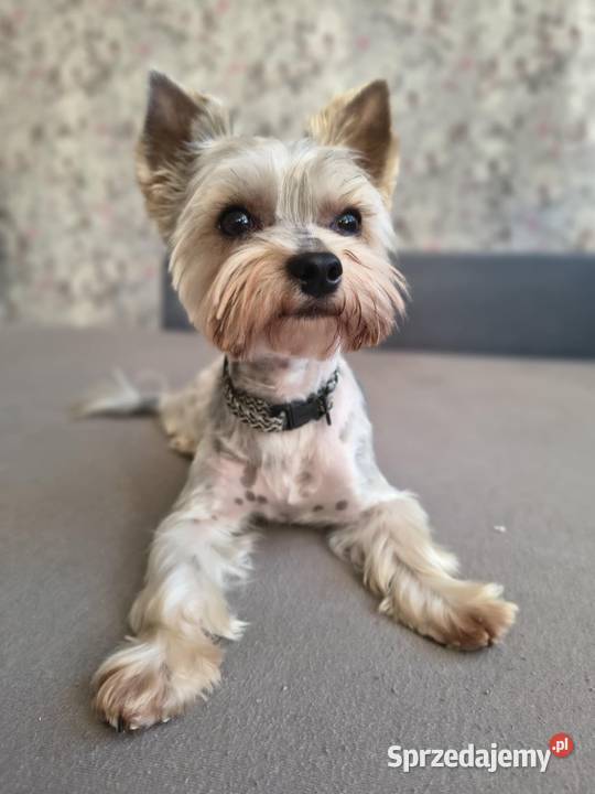 Przystojny york biewer podlaskie Łapy