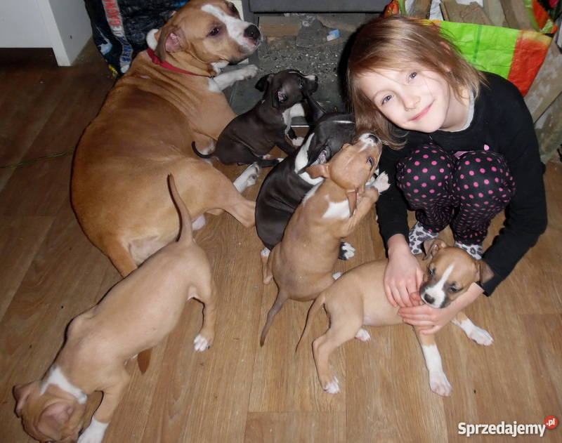 piękne szczenięta american staffordshire terrier Obryte