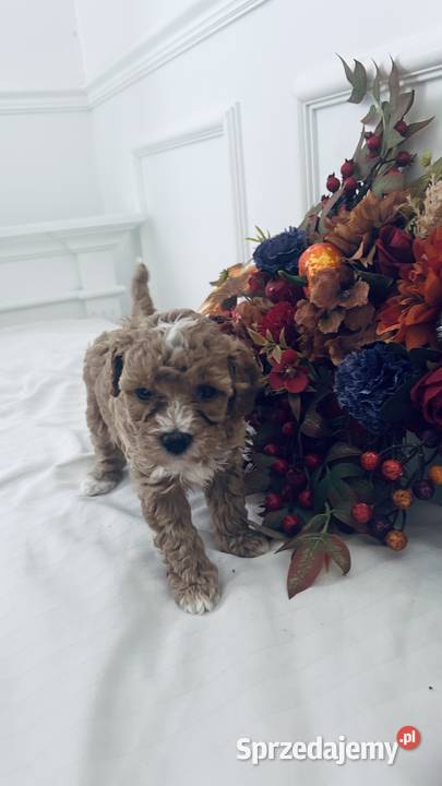 Urocze Maltipoo podkarpackie Czudec
