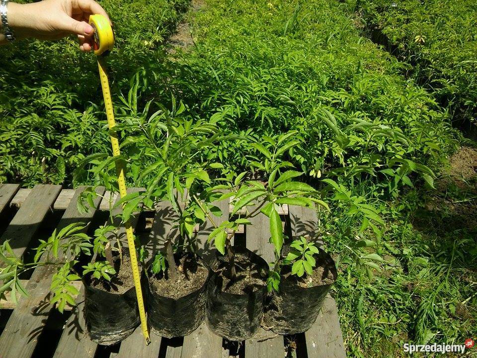 Bez czarnySampo Zbuczyn