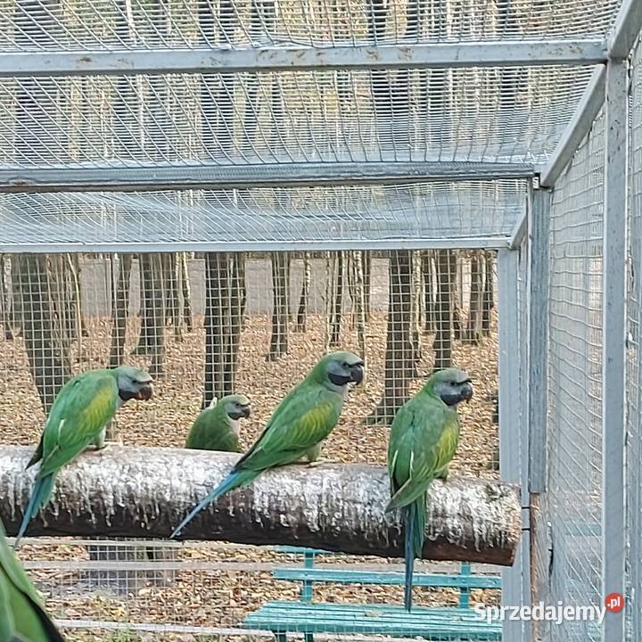 Amazonka niebieskoczelna aleksandretta chińska Wieruszów