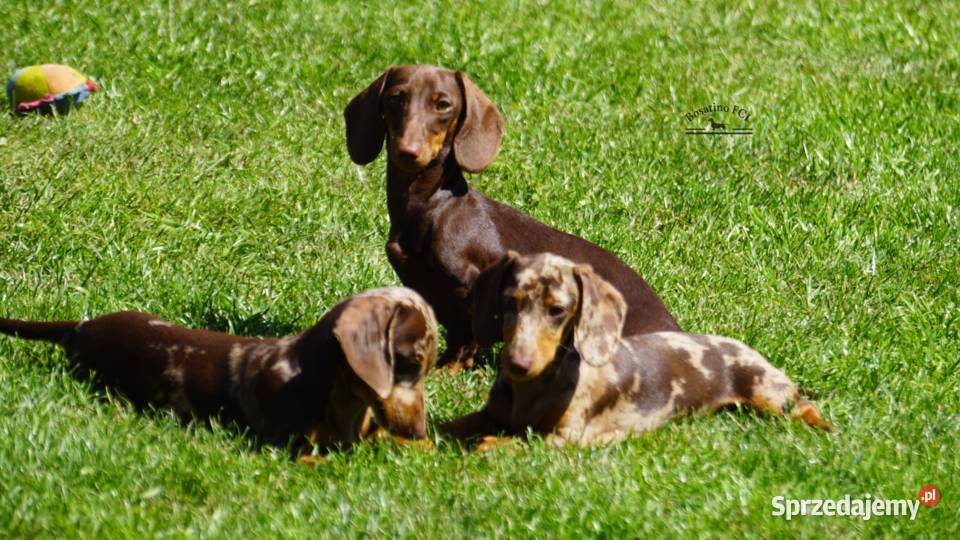 Jamnik krótkowłosy króliczymin ZKwPFCI Szczecin