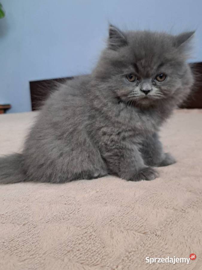 Kotki perskie niebieskie Zwierzęta Siedlce
