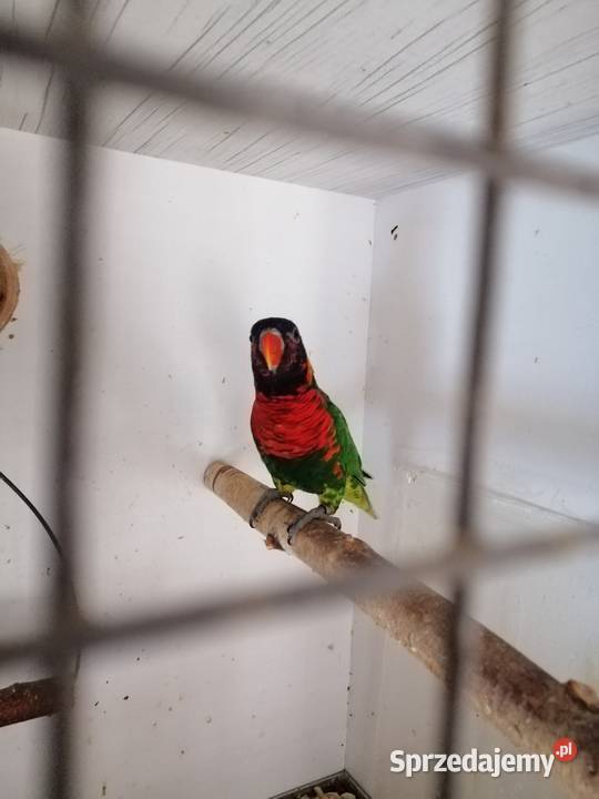 Lorysa górska samica Sulbiny