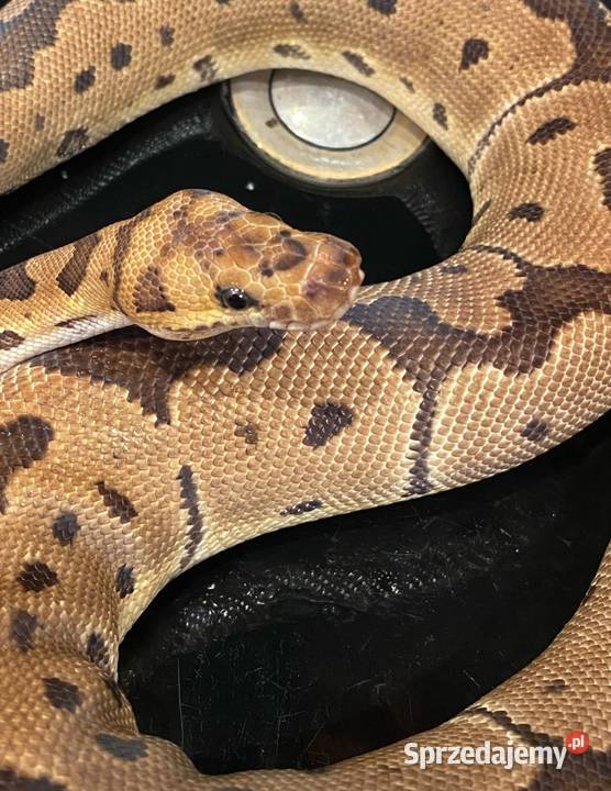 Pyton królewski Regius Clown Samiczka cb22 sprzedam