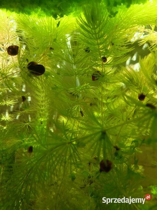 Ślimaki do akwarium Więcbork