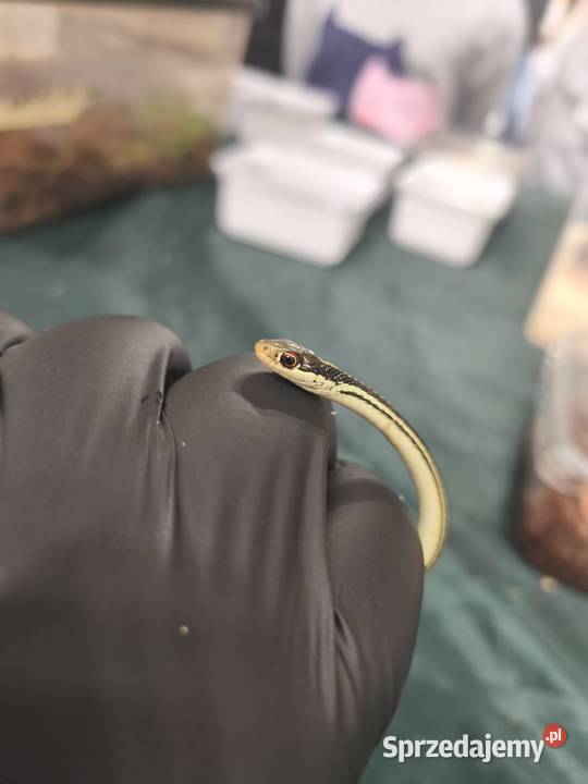 wąż Thamnophis spp młody osobnik samiec sprzedam