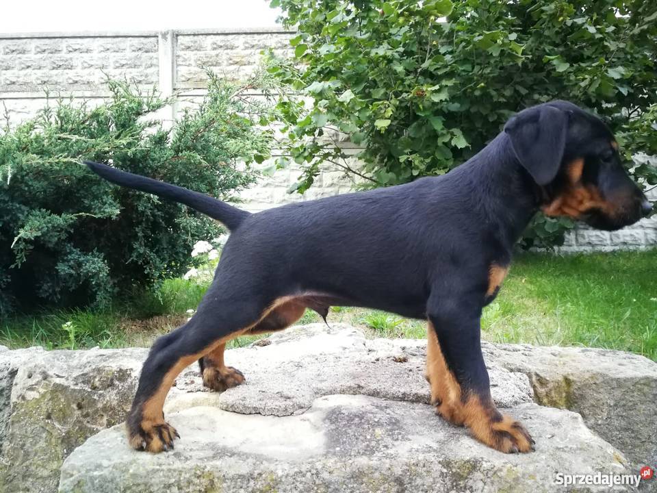 Niemiecki Terier Myśliwski Jagdterrier FCI Bolesławiec sprzedam