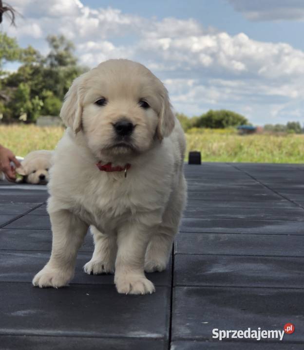 Golden Retriever szczeniaki sprzedam