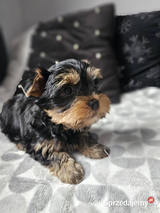 Chłopak Yorkshire Terrier Wyprawka Chip Częstochowa