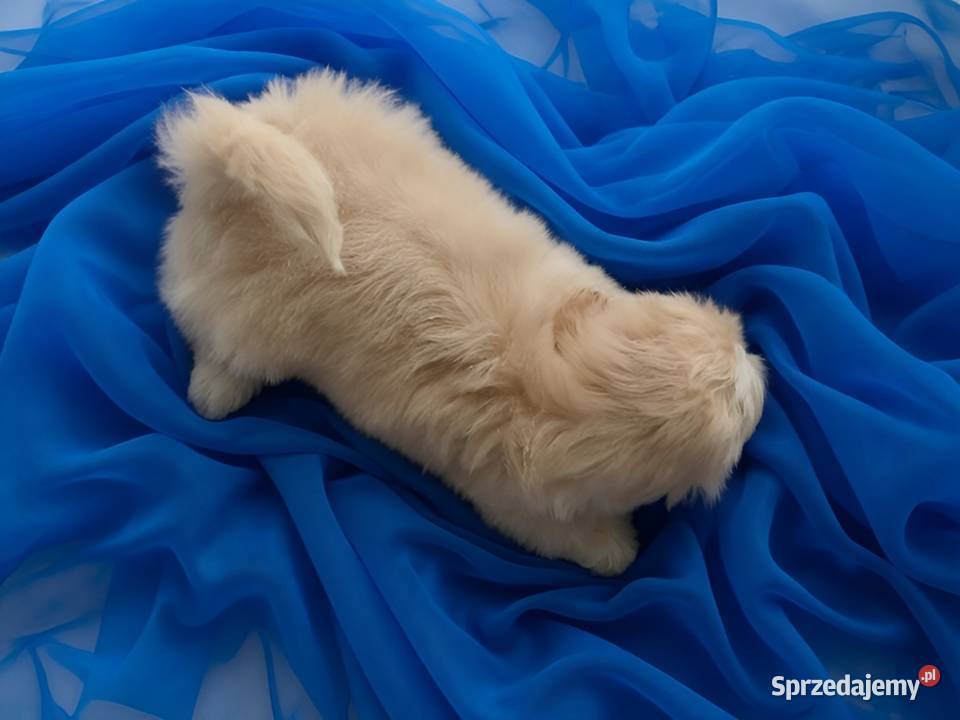 Piękny piesek shih tzu szuka domku wielkopolskie Ostrzeszów sprzedam