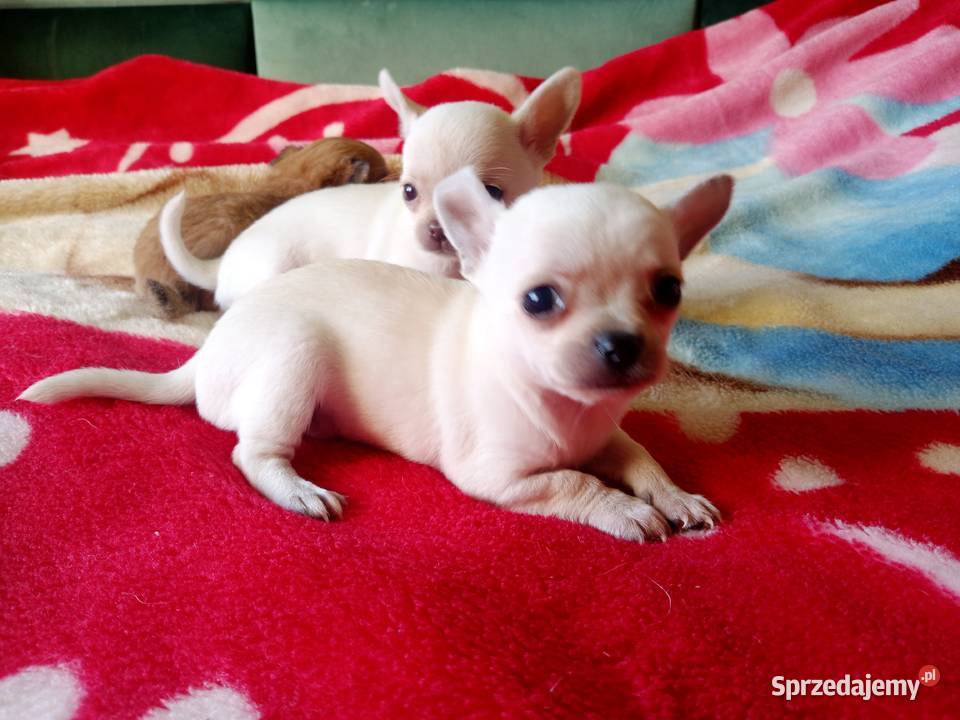 Chihuahua piesek biały i brązzowy opolskie Jasienica Dolna