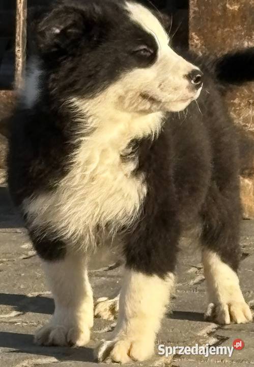 Border collie szczeniaki Błaszki