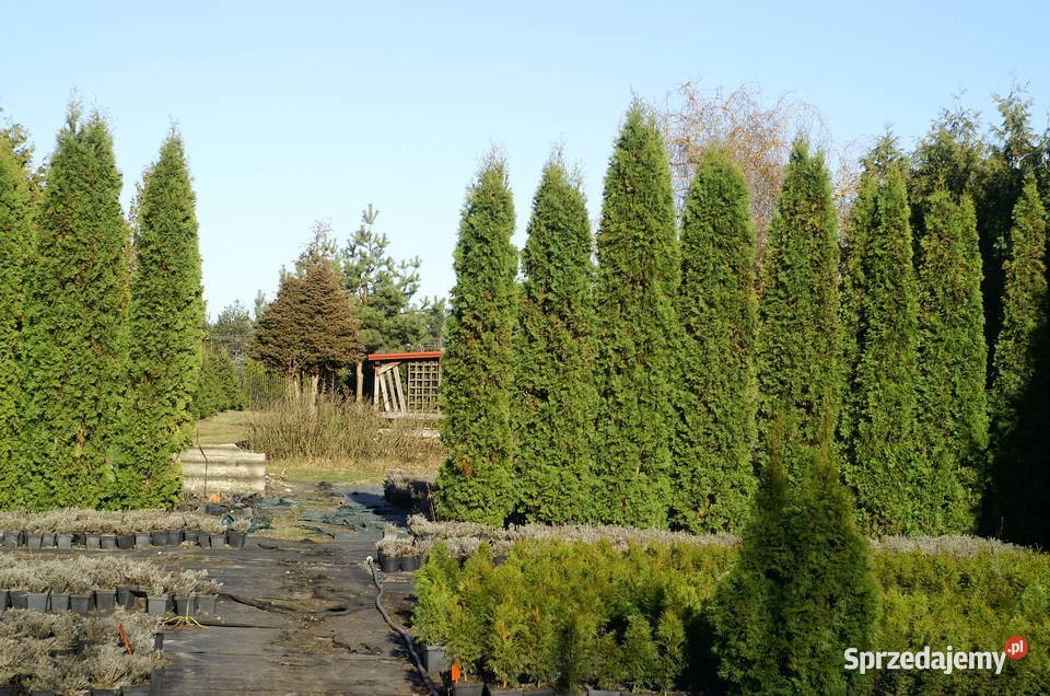 Działka budowlana 36a 100zł/m2