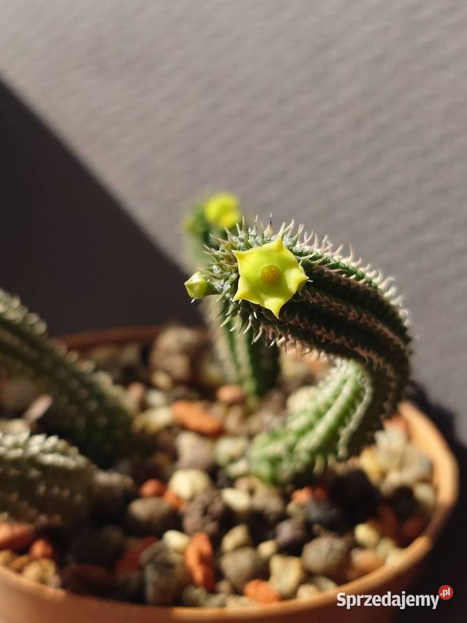 Echidnopsis chrysantha sukulent miniatura Warszawa