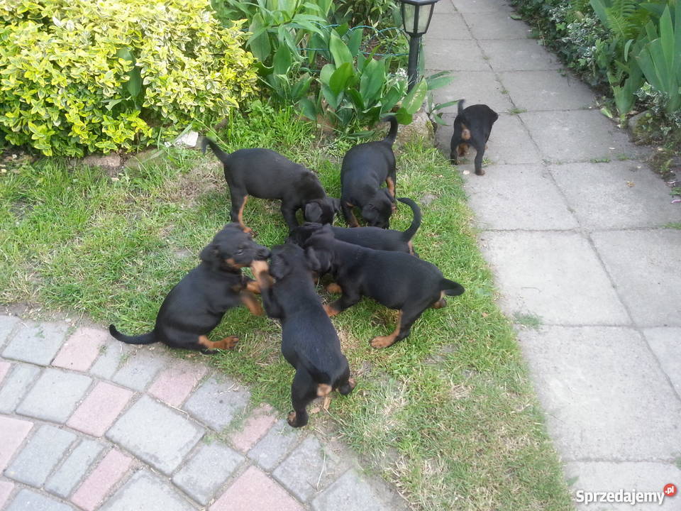 Terier Niemiecki szczeniaki sprzedam