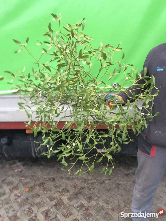 Jemioła hurt 1m3 80 Kule pęczki Transport Dużo