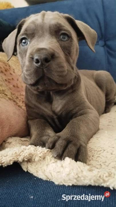 Suczka błękitna Cane Corso z rodowodem Czaniec