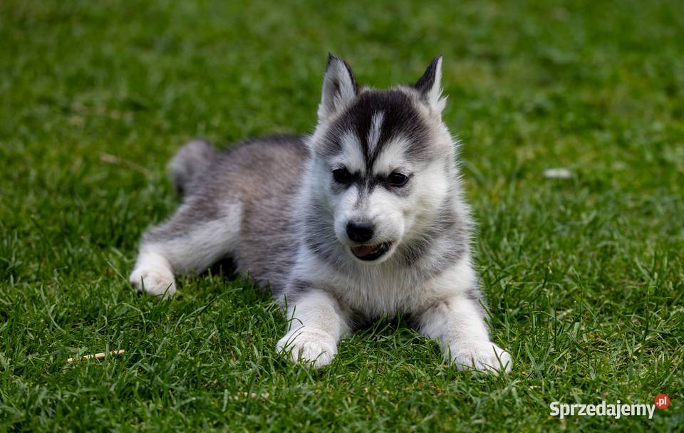 Piękna Sunia jasnoszara Siberian Husky szczenię podkarpackie Wola Zarczycka