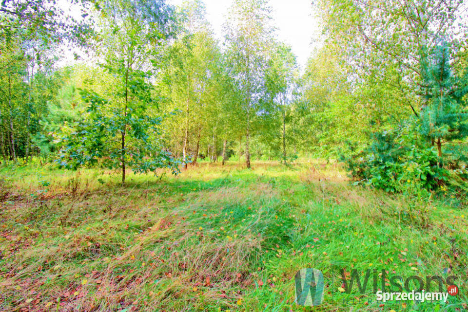 Dom wolnostojący 17743m2 Ogonowo