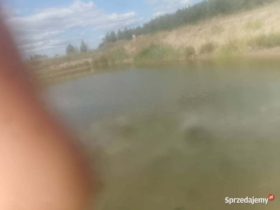 wydzierżawie stawy rybne Sprzedaż Sprzedaż Radziejów