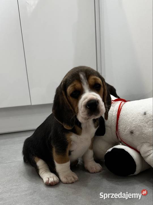 Beagle szczeniak Jedlińsk