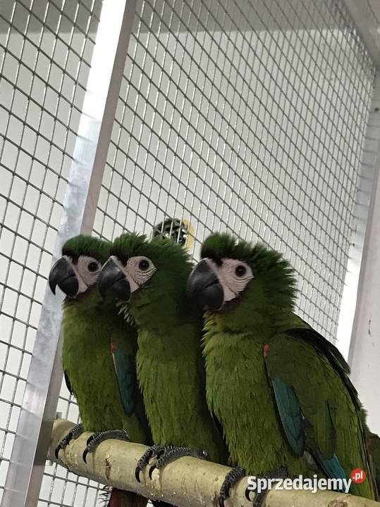 Ara severa wielkopolskie Leszno