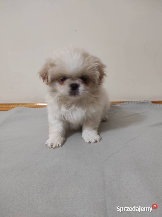 Szczeniaki Pekińczyka Pekińczyk Kalisz sprzedam
