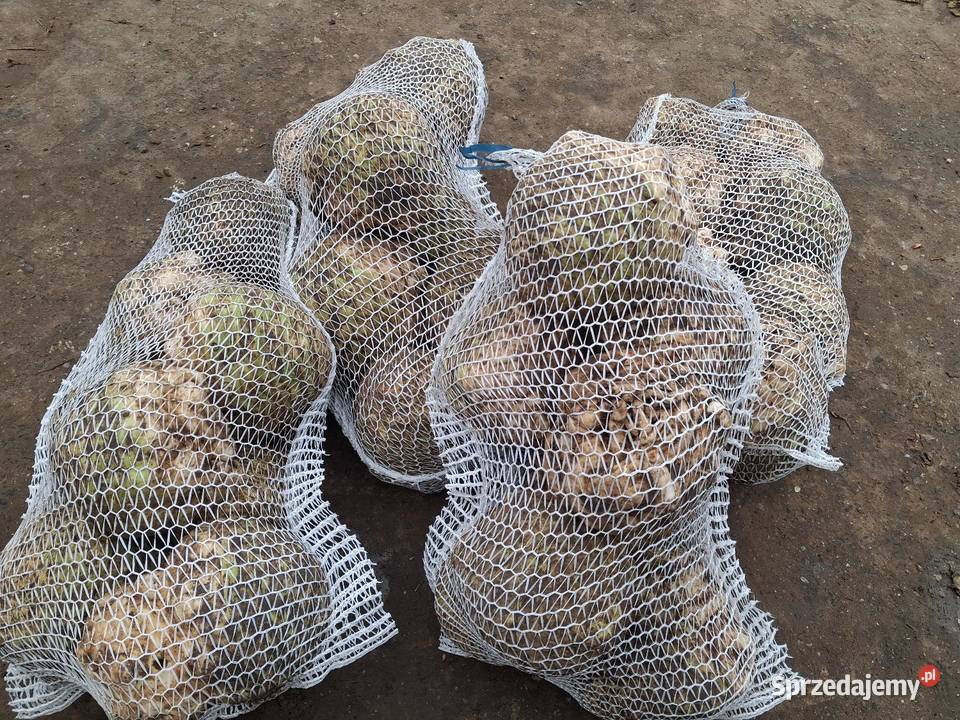 Sprzedam selery Pacanów