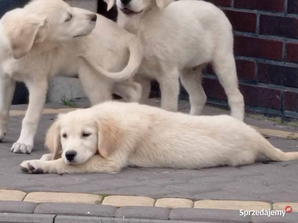Szczenięta Golden Retriever Rososzyca