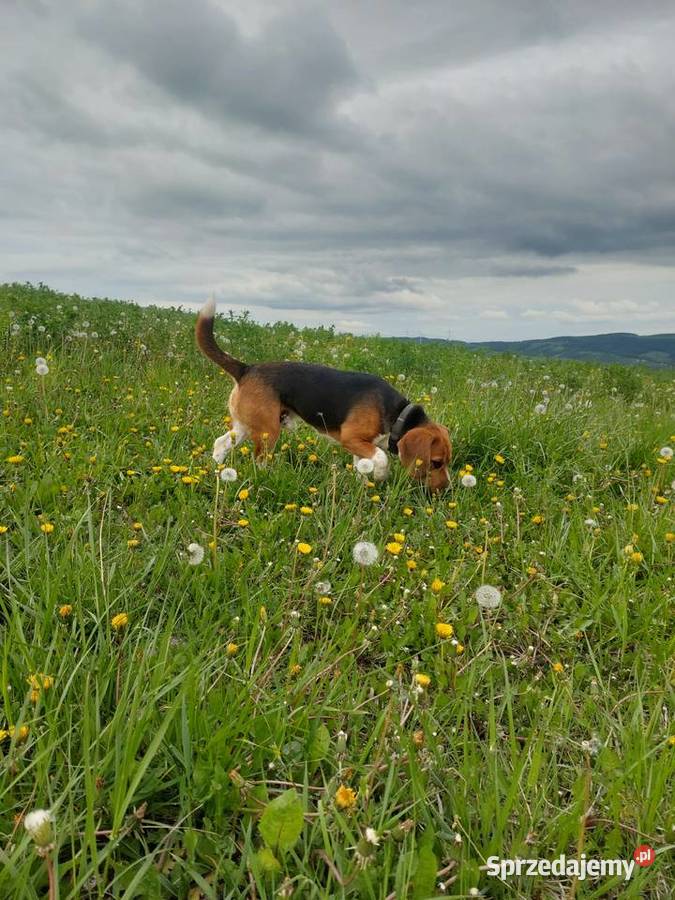 Dorosły piesek rasy beagle