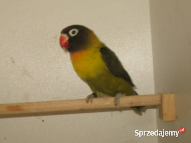 nierozłączki Kraków