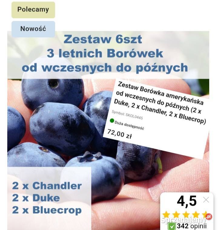 Borówki amerykańskie wczesnych do późnych Węgierska Górka