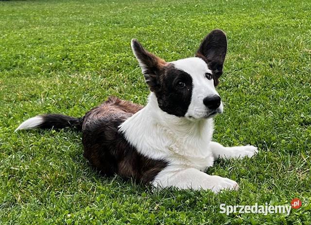 Suczka Welsh Corgi Cardigan rodowód FCI Pabianice