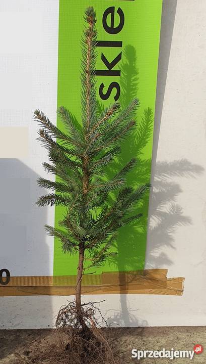 Świerk srebrny pospolity 3 letni SADZONKI ideany Rybnik