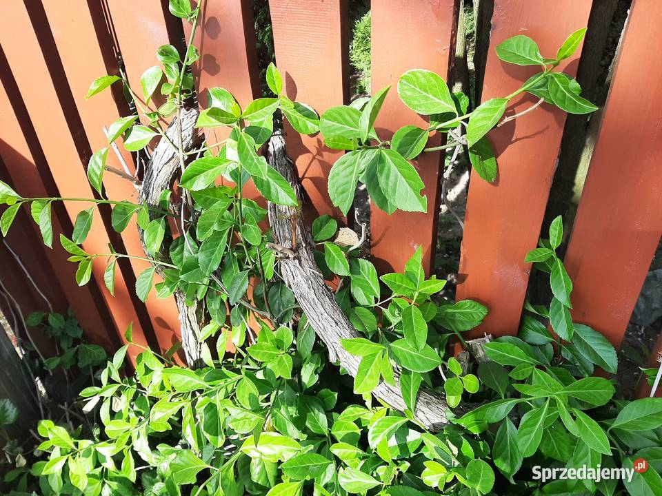 Trzmielina Coloratus duża sadzonka Lublin